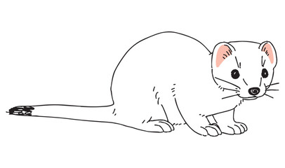 冬毛のオコジョのイラスト