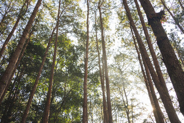 Fototapeta premium travel and people activity concept with hiking in tropical forest with pine tree on mountain