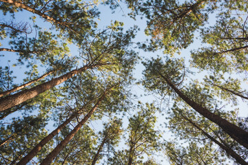 travel and people activity concept with hiking in tropical forest with pine tree on mountain