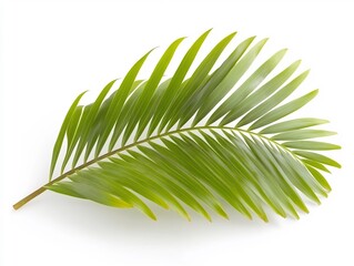 Obraz premium Vibrant green palm frond elegantly arranged against bright white background. AI Generated