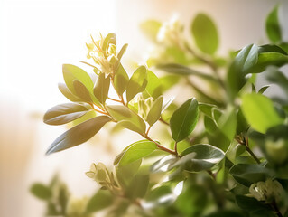 Obraz premium A Fresh Spring Perspective from representing the jasmine flower alone on a white background with a clip path 