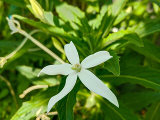 Obraz premium Kitolod (Hippobroma longiflora) has leaves with serrated edges and white flowers shaped like stars. All parts of the kitolod plant can be used as herbal medicine for health.