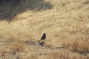 Obraz premium Bird in Field
