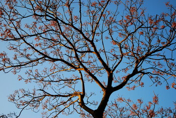 The beautiful scenery of Badepitang Natural Ecological Park