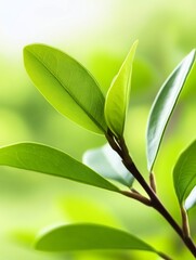 Fototapeta premium Vibrant green leaves bask in soft sunlight peaceful nature scene. AI Generated