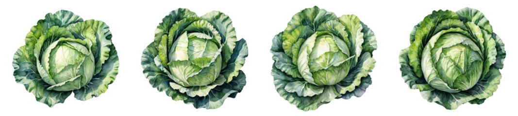Obraz premium Watercolor Illustration of a Fresh Cabbage, PNG set