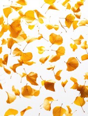 Obraz premium Yellow Leaves in Flight