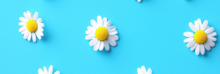 Cheerful Daisies on Vibrant Blue Background Delightful Summer Floral Design