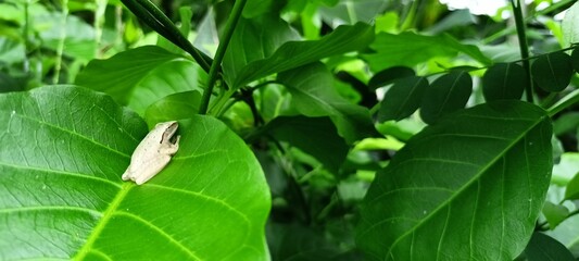 brown tree frog resting in the armpit of a leaf