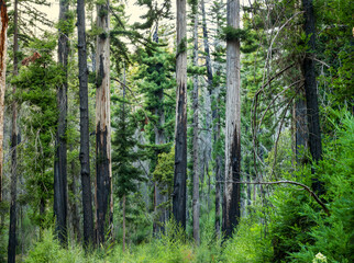Black and gray redwoods ,charred by fire, still standing in a California forest.