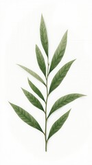 Fototapeta premium Branch Of A Olive Tree With Leaves Isolated On White