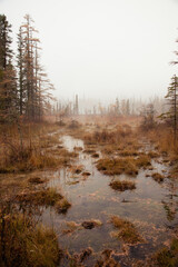 Plants around the hot water on a foggy autumn day at Liard River Hot Springs  in Canada.