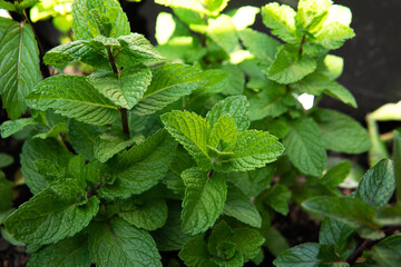 Fresh Australian mint plant outdoor with shade of sun in summer 