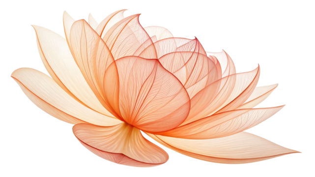Abstract Peach Lotus Flower, Isolated on Transparent Background, Digital Art, Floral Design, lotus, flower, transparent - Powered by Adobe