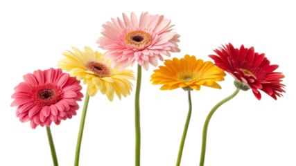 Five Gerbera Daisies Bouquet, Isolated on Transparent Background, Floral Composition, Spring Flowers, Gerbera, Daisy, Flowers