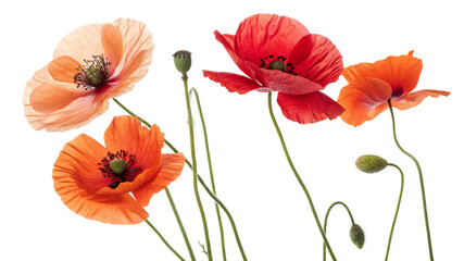 Five Poppies Floral Composition, Red and Orange Flowers, Isolated on Transparent Background, Spring Blossom, Poppy, Flower, Floral