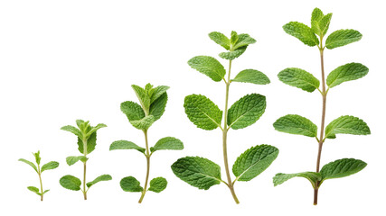 Mint Plant Growth Stages Six Sprigs Isolated on Transparent Background, Herb, Botany, plant growth, mint sprigs, herbal