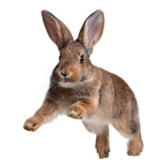 Obraz premium Rabbit jumping in mid-air, white isolated background.