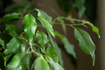 Close-up of a weeping fig, ficus benjamina, plant with water droplets glistening on its vibrant green leaves, creating a refreshing and natural ambiance