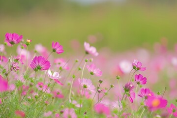 Obraz premium Flower field flower grassland outdoors.