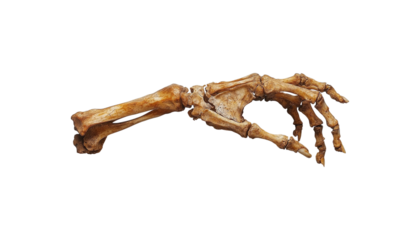 human hand skeleton png