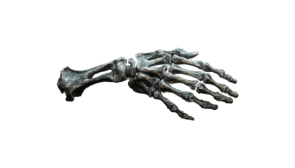 human hand skeleton png