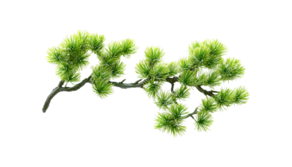 Pine branch real photo vibrant green png