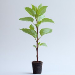 Young Hydrangea Plant in a Pot, a Symbol of Growth and New Beginnings