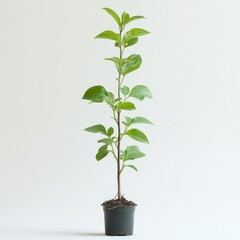 Young Sapling in a Pot Against a White Background