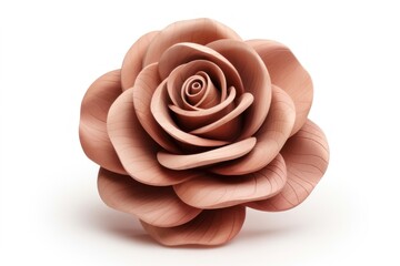 Rose flower plant white background inflorescence.