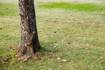 Squirrel climbing a tree in park
