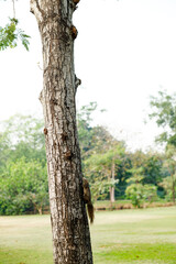 Squirrel climbing a tree in park