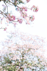 Rosy Trumpet or Pink Tacoma tree, Tabebuia rosea, cheerful blooming in park