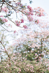 Rosy Trumpet or Pink Tacoma tree, Tabebuia rosea, cheerful blooming in park