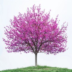 Obraz premium Vibrant blooming cherry blossom tree