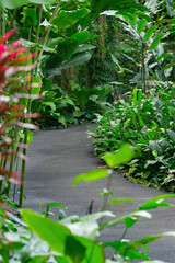 Beautiful rainforest paved trail among tropical trees, bushes and flowers, secluded idyllic place.