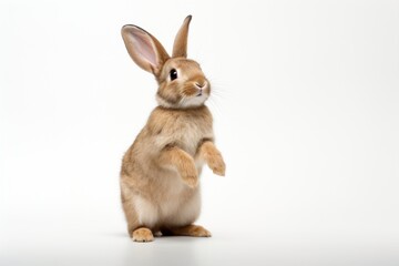 Obraz premium Mammal animal rodent rabbit.