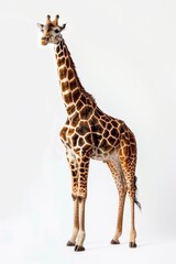 Fototapeta premium The giraffe wildlife animal mammal.