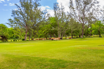 Troupeau de bœufs sur terrain de golf