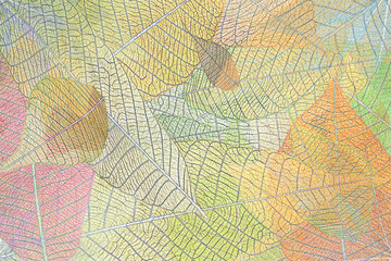 Feuilles d’automne 