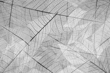 Obraz premium Fond de feuilles sèches 