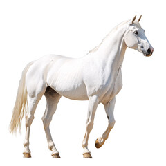Horse isolated on transparent background