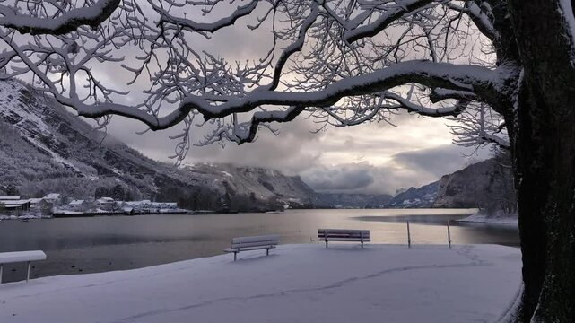 Snow covered tree and benches by Walensee, Walenstadt, Switzerland in winter