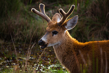 Marsh deer portrait looking at the camera (Blastocerus dichotomus)