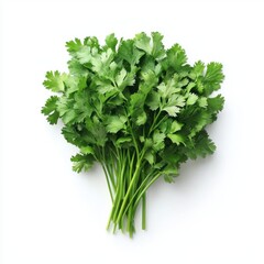 Fototapeta premium Fresh cilantro green leaves isolated for culinary use in a clean environment on white background