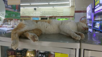 cat on warm storage box in front of convenience store