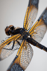 close up of dragonfly
