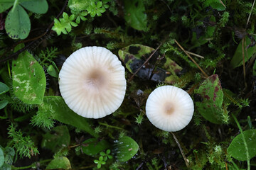 Cuphophyllus virgineus, commonly known as snowy waxcap, wild mushroom from Finland