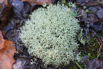 Cladonia uncialis,  commonly known as thorn Cladonia, lichen from Finland
