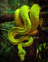 Green Tree Python Curled Around Branch